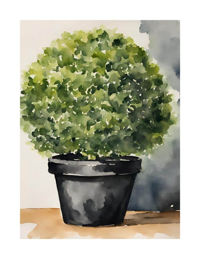Round Topiary in Black Pot
