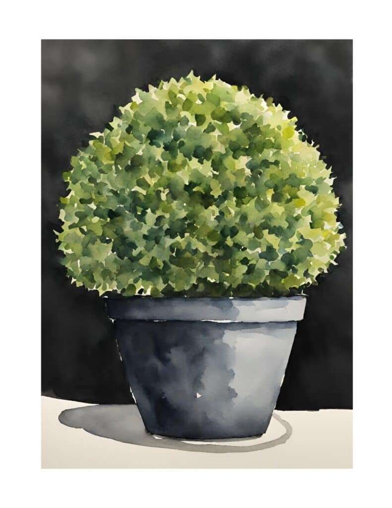 Round Topiary in Black Pot